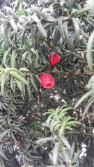 Taxus baccata