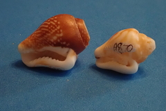 Columbella strombiformis