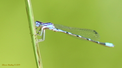 Enallagma praevarum