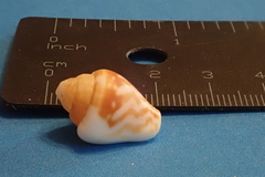 Columbella strombiformis