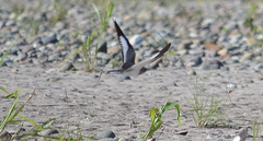 Chordeiles rupestris