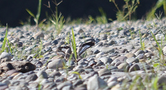 Chordeiles rupestris