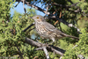 Sage Thrasher - Photo (c) Greg Lasley, some rights reserved (CC BY-NC), uploaded by Greg Lasley