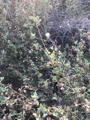 Malacothamnus foliosus