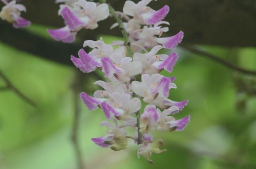 Aerides crispa, photograph 4