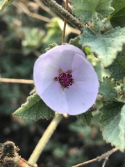 Malacothamnus foliosus