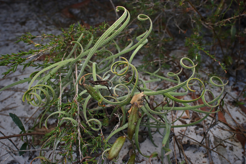 Conospermum capitatum (Conospermum capitatum)