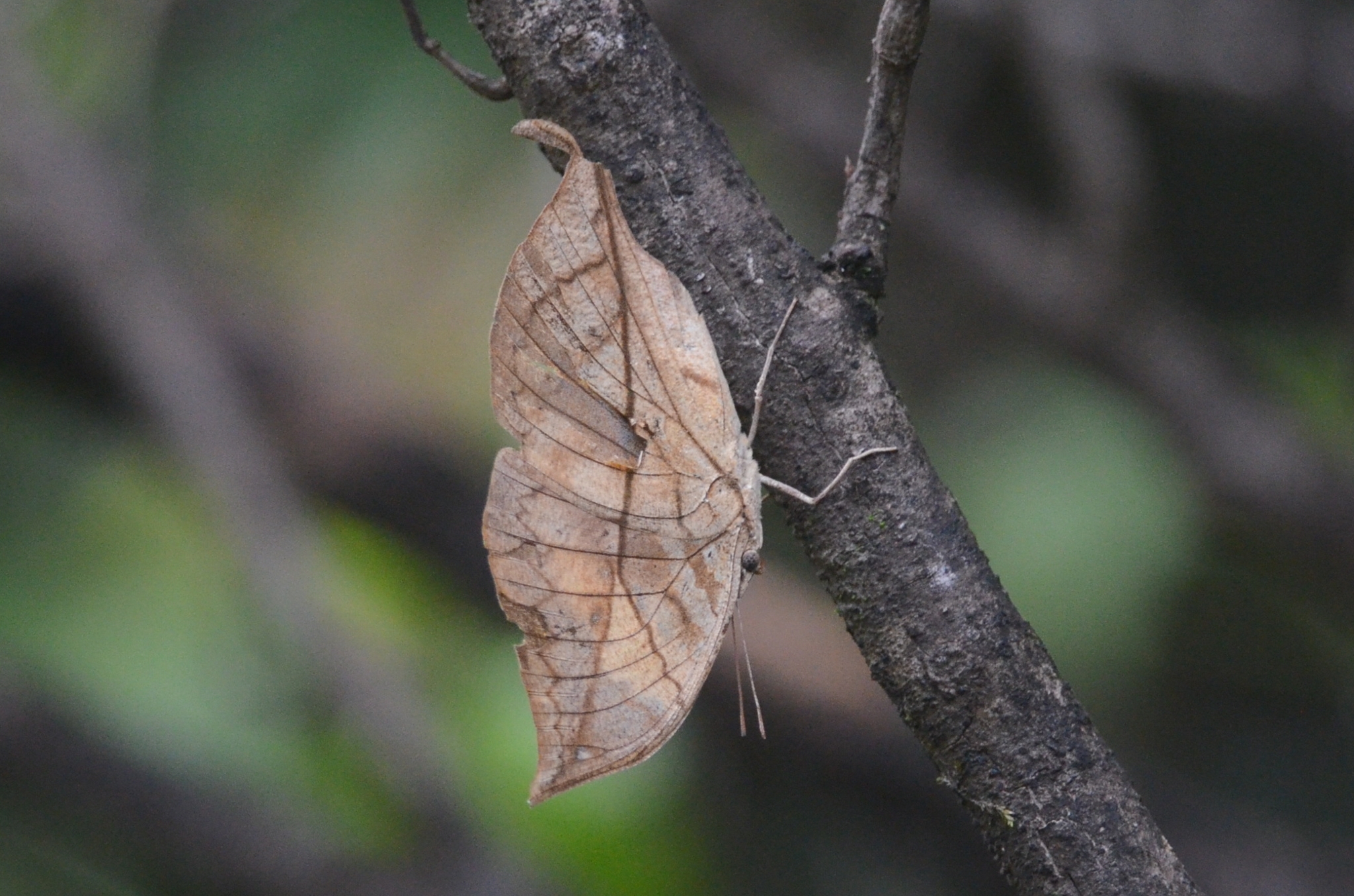 Orange Oakleaf