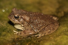 Sclerophrys mauritanica