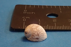 Notocochlis chemnitzii