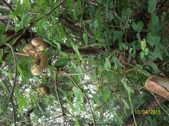 Akebia trifoliata
