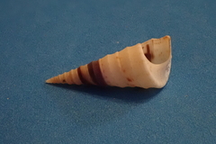 Turritella banksii