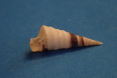 Turritella banksii