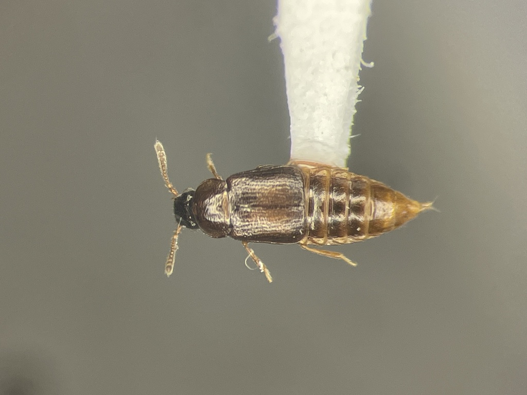 Diffuse Ocellate Rove Beetle