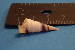 Turritella banksii