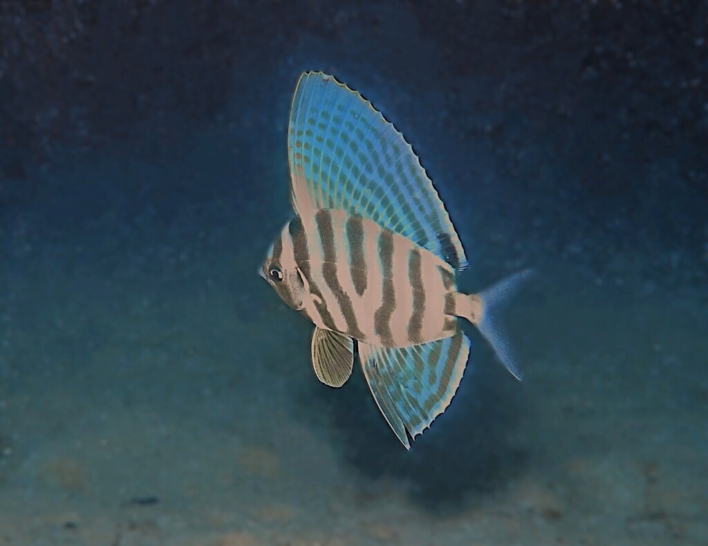 Highfin Veilfin