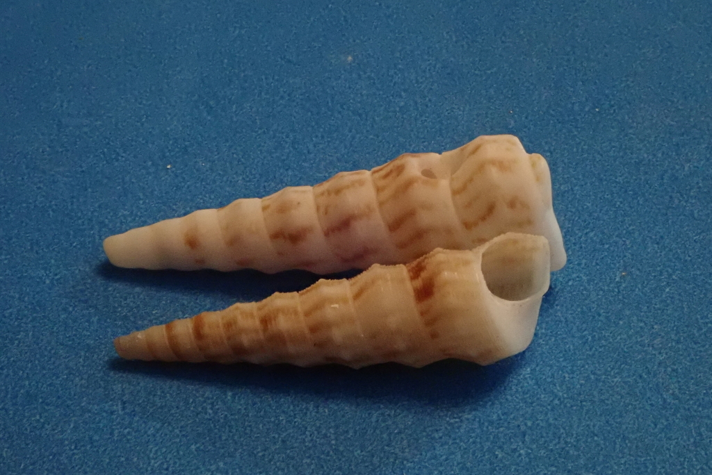 Turritella nodulosa