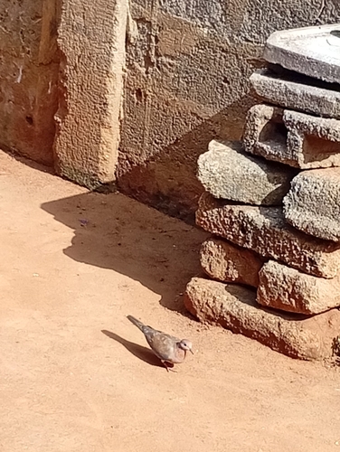 Laughing Dove