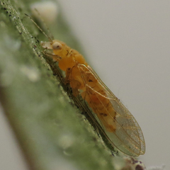 Boreioglycaspis melaleucae