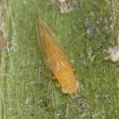Boreioglycaspis melaleucae