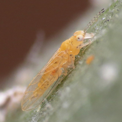 Boreioglycaspis melaleucae