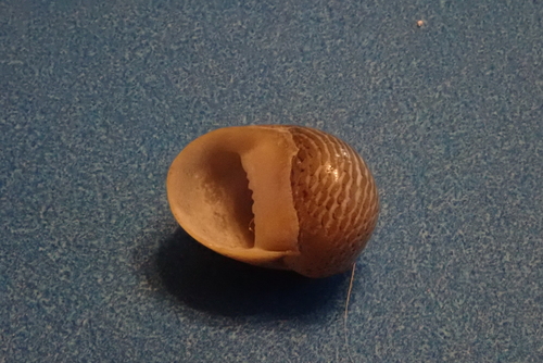 Vitta luteofasciata