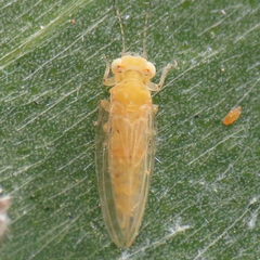 Boreioglycaspis melaleucae