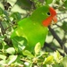 Red-headed Lovebird - Photo (c) Andy Frank, some rights reserved (CC BY-NC), uploaded by Andy Frank