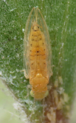 Boreioglycaspis melaleucae