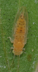 Boreioglycaspis melaleucae