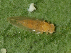 Boreioglycaspis melaleucae