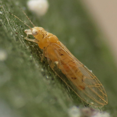 Boreioglycaspis melaleucae