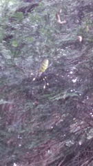 Trichonephila clavata