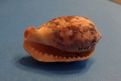 Cypraecassis coarctata