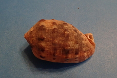 Cypraecassis coarctata