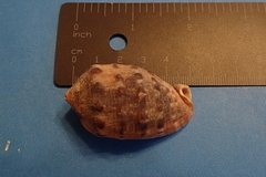 Cypraecassis coarctata