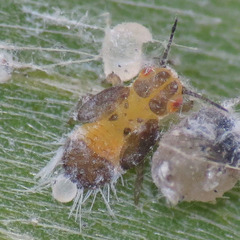 Boreioglycaspis melaleucae