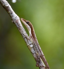 Anolis alfaroi