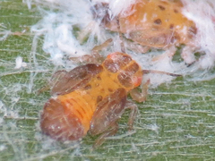 Boreioglycaspis melaleucae