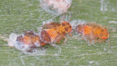 Boreioglycaspis melaleucae