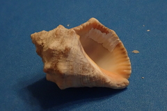 Stramonita biserialis