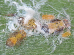 Boreioglycaspis melaleucae