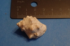 Stramonita biserialis