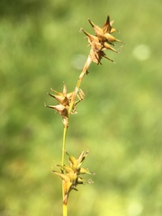 Carex echinata echinata