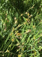 Carex echinata echinata