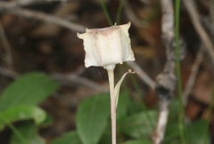 Fritillaria pinetorum