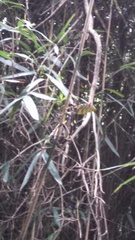 Trichonephila clavata