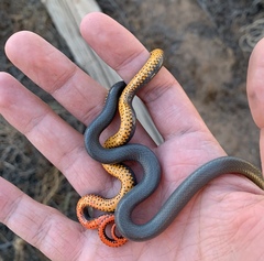 Diadophis punctatus regalis