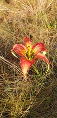 Lilium catesbaei image
