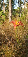 Lilium catesbaei image